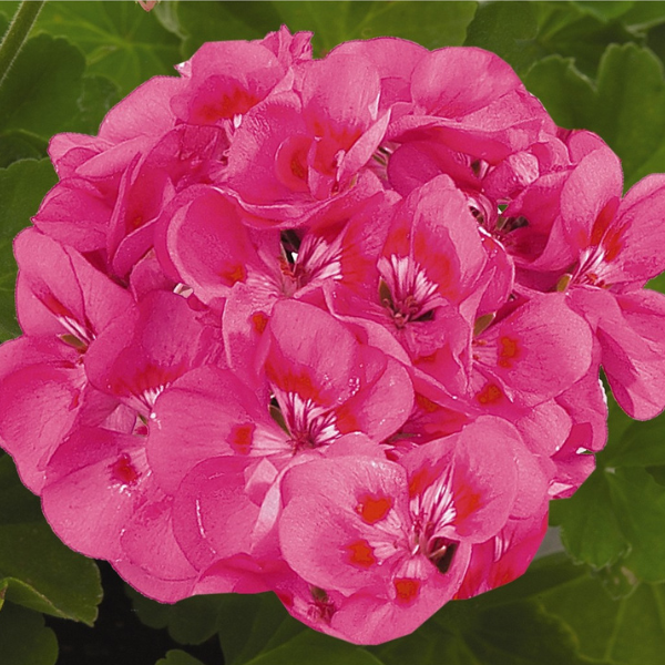 Geranium Zonal pelargonium zonale 'Maestro Idols Pink Parfait'