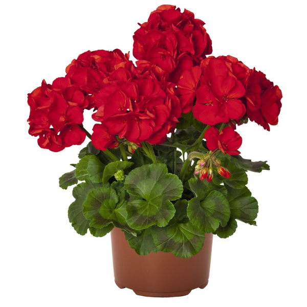 Geranium Zonal pelargonium zonale 'Maestro Idols Red'