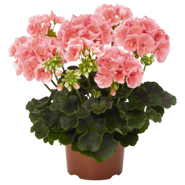 Geranium Zonal pelargonium zonale 'Maestro Idols Salmon'