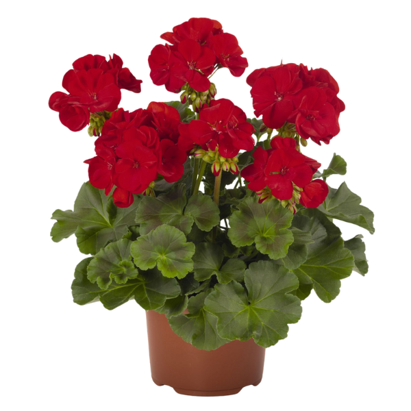 Pelargonium