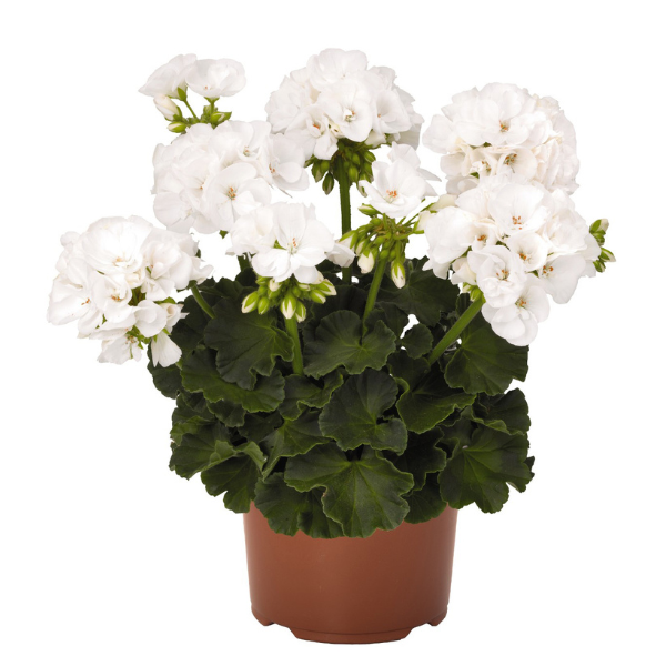 Geranium Zonal pelargonium zonale 'Maestro Idols White'