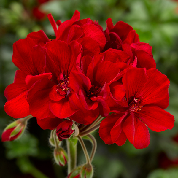 Geranium Zonal pelargonium zonale 'Mojo Dark Red'