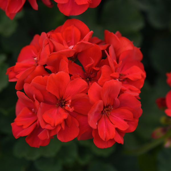 Geranium Zonal pelargonium zonale 'Moonlight Brilliant Red'