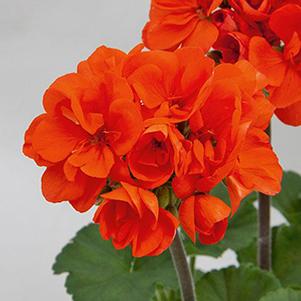 Geranium Zonal pelargonium zonale 'Moonlight Coral'