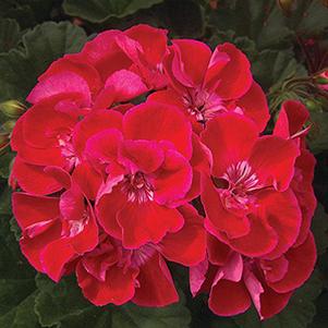 Geranium Zonal pelargonium zonale 'Moonlight Cranberry Blush'