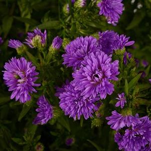 Aster Novi-Belgii 'Henry III Purple'