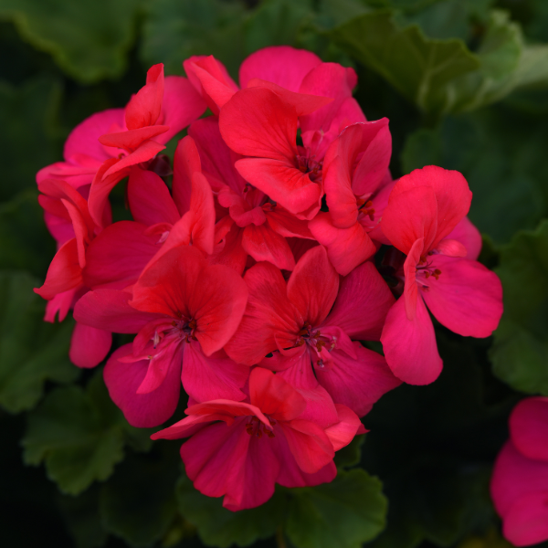 Geranium Zonal pelargonium zonale 'Moonlight Dark Fuchsia'