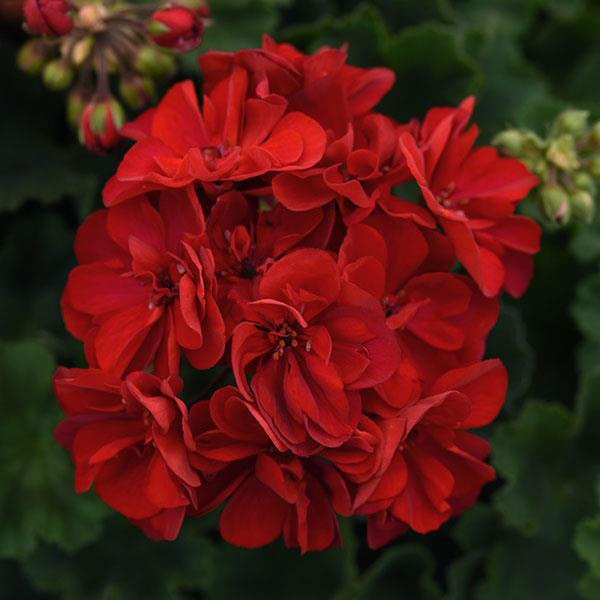 Geranium Zonal pelargonium zonale 'Moonlight Dark Red'