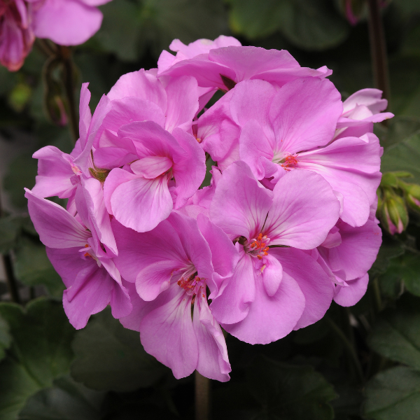 Geranium Zonal pelargonium zonale 'Moonlight Lavender'