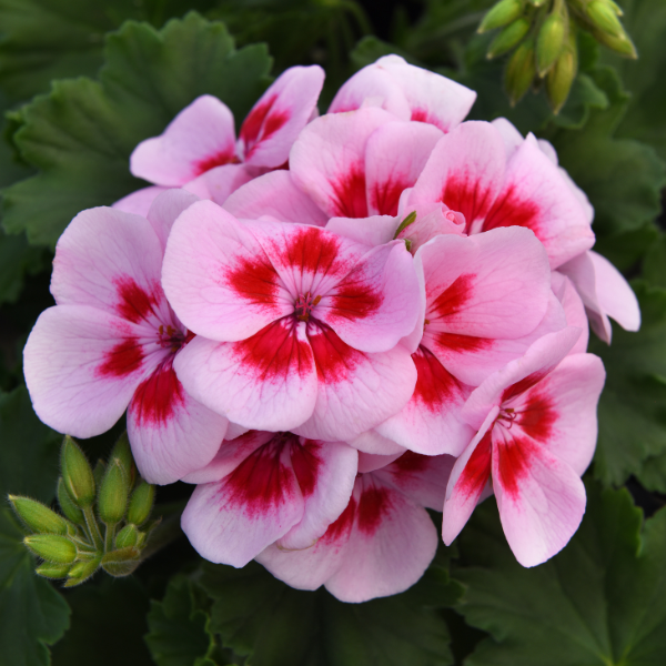 Geranium Zonal pelargonium zonale 'Moonlight Light Pink w/Eye'