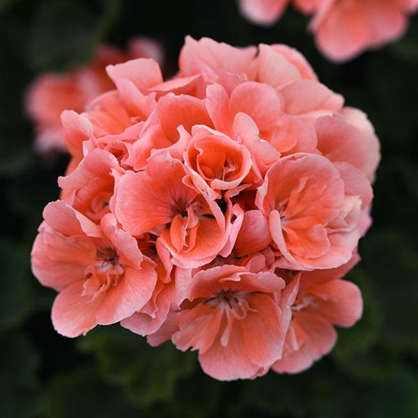 Geranium Zonal pelargonium zonale 'Moonlight Light Salmon'