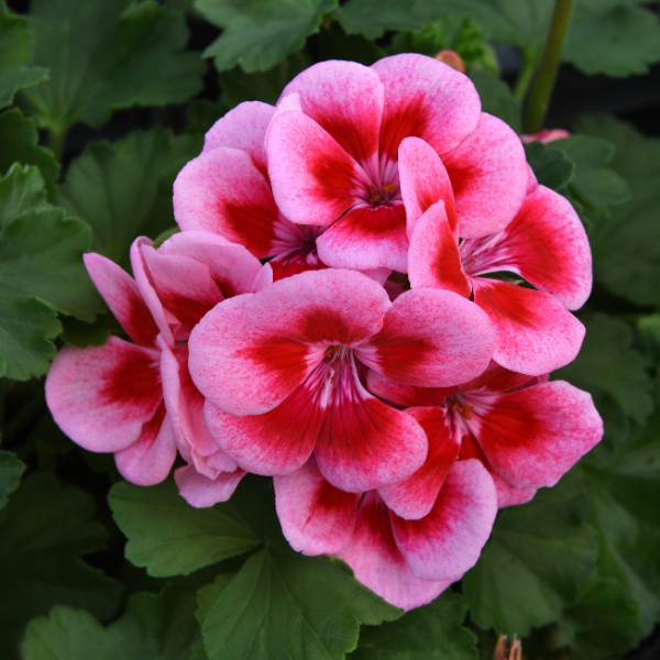 Geranium Zonal pelargonium zonale 'Moonlight Pink w/Eye'