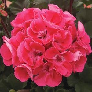 Geranium Zonal pelargonium zonale 'Moonlight Raspberry Blush'