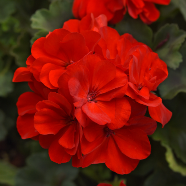 Geranium Zonal pelargonium zonale 'Moonlight Red'