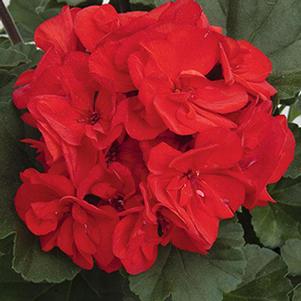 Geranium Zonal pelargonium zonale 'Moonlight Scarlet Red'