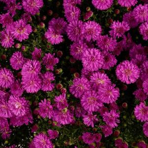 Aster Novi-Belgii 'Marie III Dark Pink'