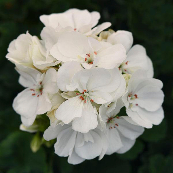 Geranium Zonal pelargonium zonale 'Moonlight White'