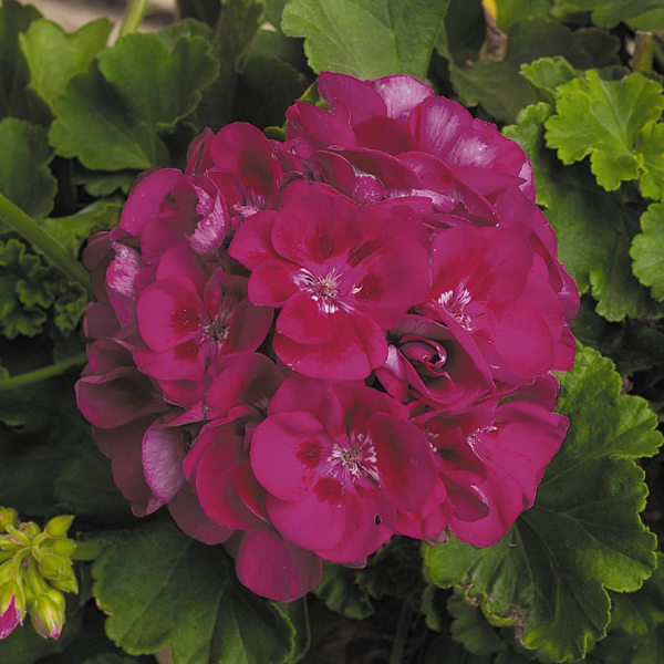 Geranium Zonal pelargonium zonale 'Patriot Barry Parfait'