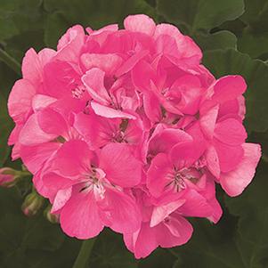 Geranium Zonal pelargonium zonale 'Patriot Bright Pink'