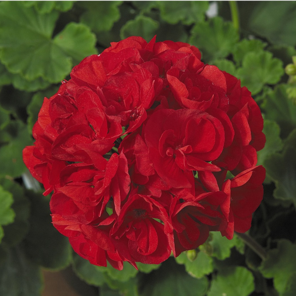 Geranium Zonal pelargonium zonale 'Patriot Bright Red'