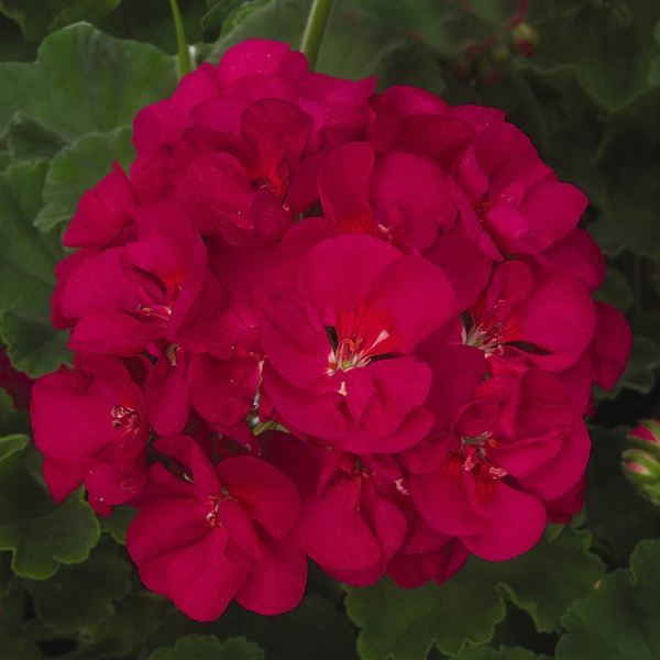 Geranium Zonal pelargonium zonale 'Patriot Bright Violet'