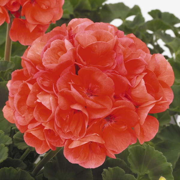 Geranium Zonal pelargonium zonale 'Patriot Evening Glow'