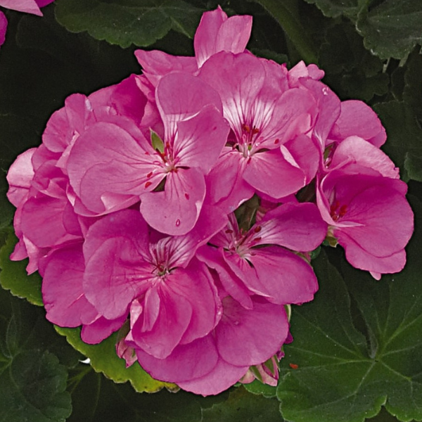 Pelargonium