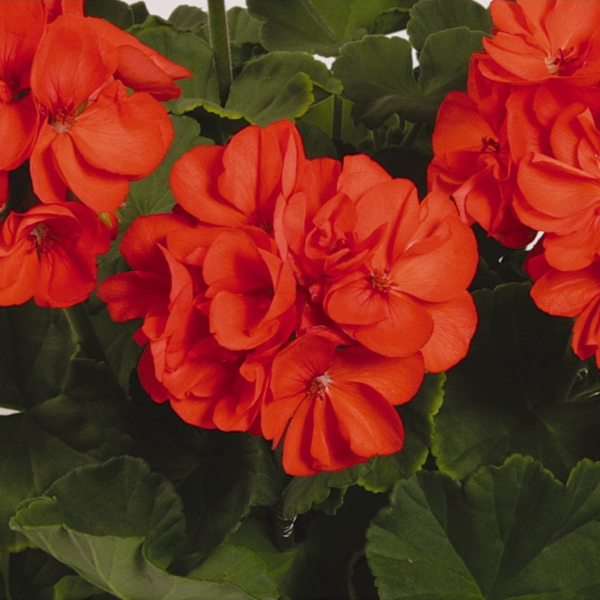 Geranium Zonal pelargonium zonale 'Patriot Orange'