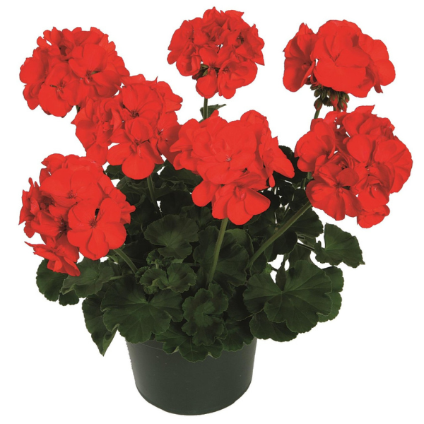 Geranium Zonal pelargonium zonale 'Patriot Red'