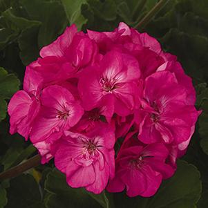 Geranium Zonal pelargonium zonale 'Patriot Rose Pink'