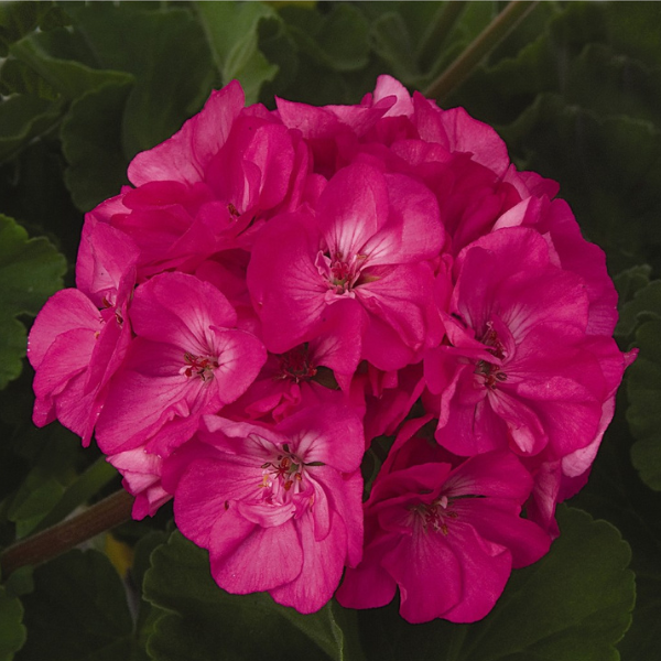 Geranium Zonal pelargonium zonale 'Patriot Rose Pink'