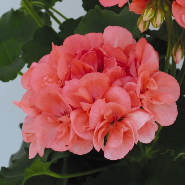 Geranium Zonal pelargonium zonale 'Patriot Salmon'