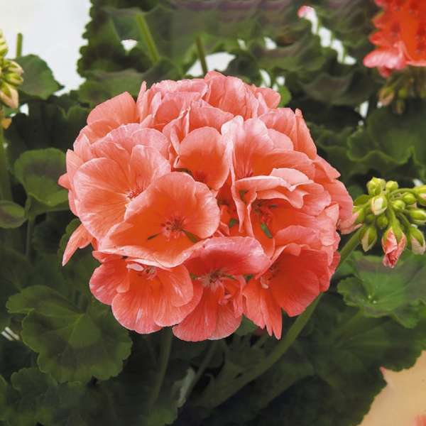 Geranium Zonal pelargonium zonale 'Patriot Salmon Chic'