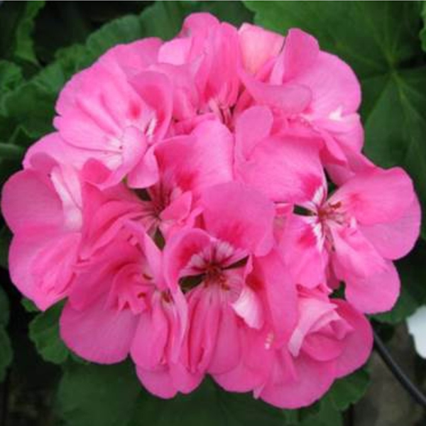 Geranium Zonal pelargonium zonale 'Patriot Tickled Pink'