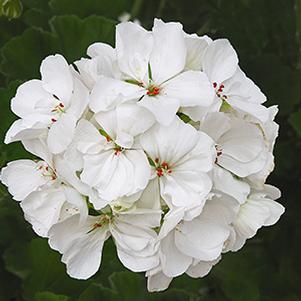Geranium Zonal pelargonium zonale 'Patriot White'