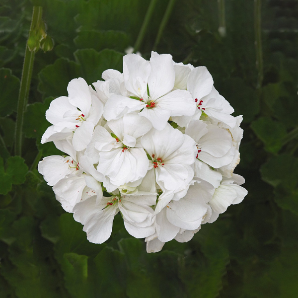 Geranium Zonal pelargonium zonale 'Patriot White'