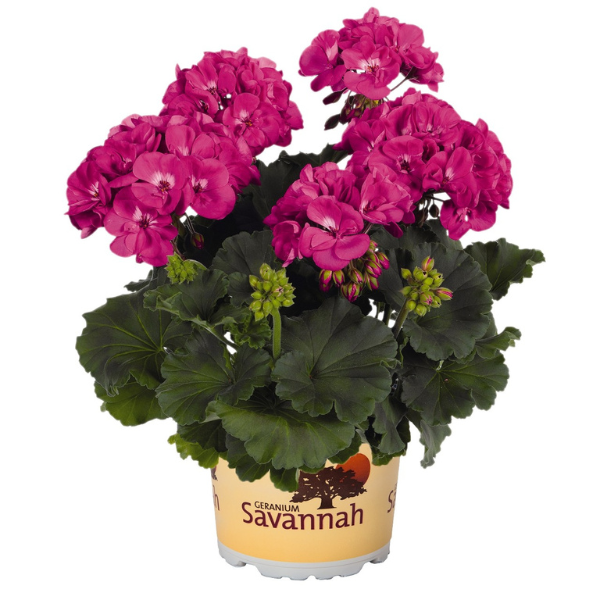 Geranium Zonal pelargonium zonale 'Savannah Blue'