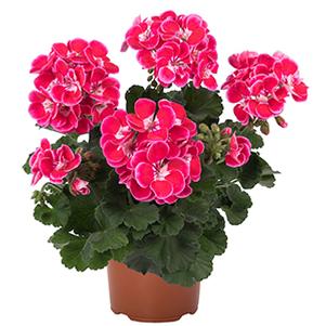 Pelargonium