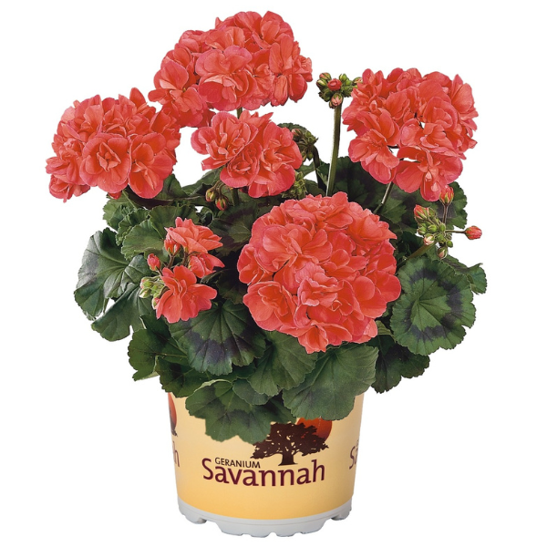 Pelargonium