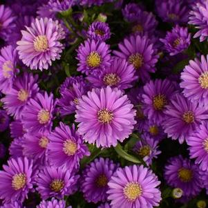 Aster Novi-Belgii 'Magic Purple'