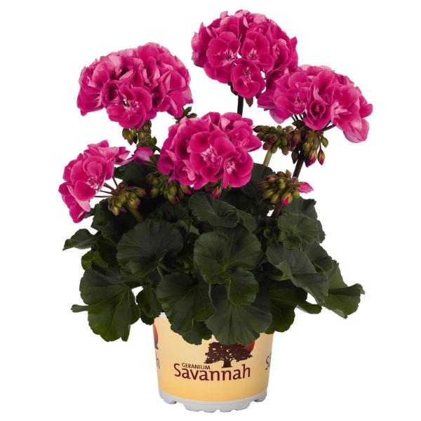 Pelargonium