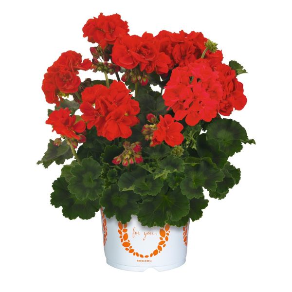 Geranium Zonal pelargonium zonale 'Savannah Hot Rod Red'