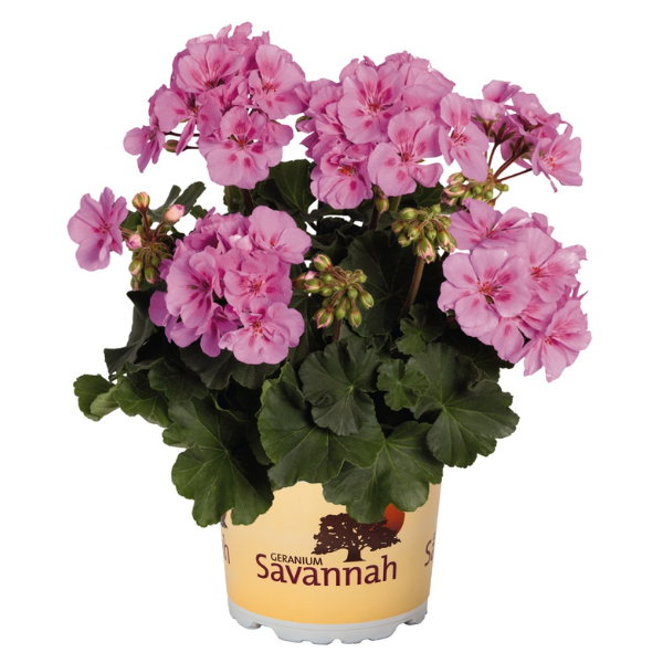 Geranium Zonal pelargonium zonale 'Savannah Lavender Splash'