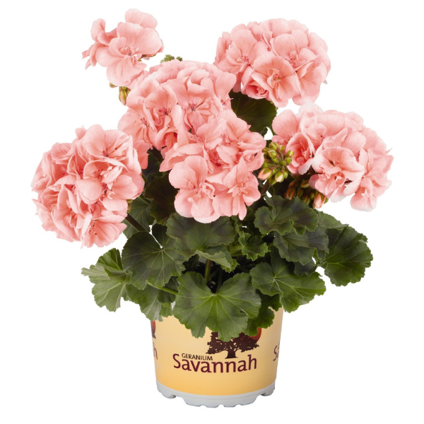 Geranium Zonal pelargonium zonale 'Savannah Light Salmon'