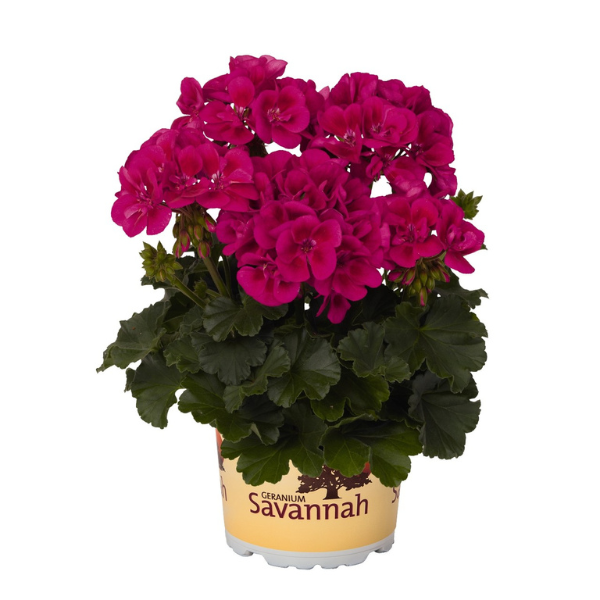 Geranium Zonal pelargonium zonale 'Savannah Merlot Sizzle'