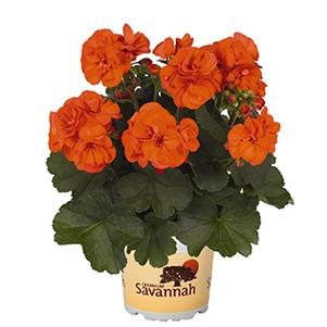 Geranium Zonal pelargonium zonale 'Savannah Oh So Orange'