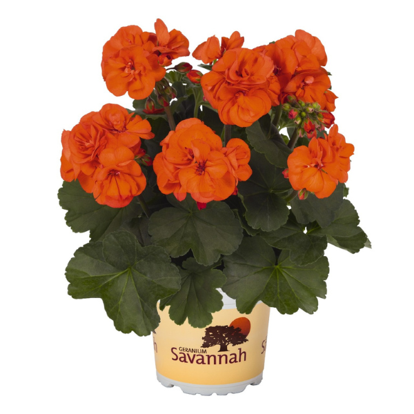 Geranium Zonal pelargonium zonale 'Savannah Oh So Orange'