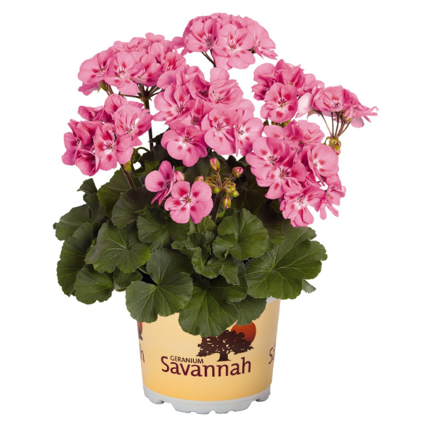 Geranium Zonal pelargonium zonale 'Savannah Pink'