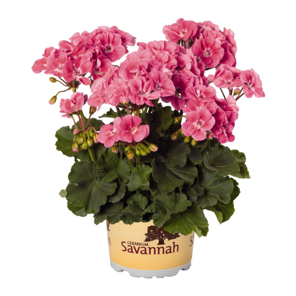 Geranium Zonal pelargonium zonale 'Savannah Pink Sizzle'