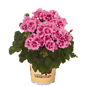 Geranium Zonal pelargonium zonale 'Savannah Pink Splash'